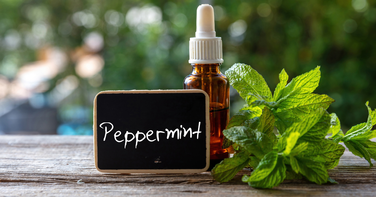 Benefits of Peppermint Aromatherapy Oil